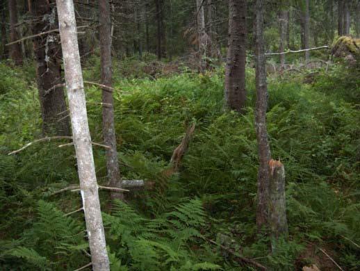 2.2.6. Storbregneskog (Eu- Piceetum athyrietosum) God dekning av skogburkne er det beste kjennetegnet. I tillegg til artene fra småbregneskog, er også skogstjerneblom typisk (Larsson 2000).