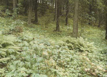 2.2.8. Høgstaudeskog (Aconito Piceetum) En rekke høge stauder sammen med store gras og bregner preger høgstaudeskogen.