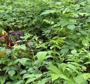 Bringebær Bringebær kan bli beitet ganske sterkt av sau (Figur 25). Også storfe beiter på denne planten (Larsson & Rekdal 2000). Bringebær bør ha god tilgang på nitrogen.