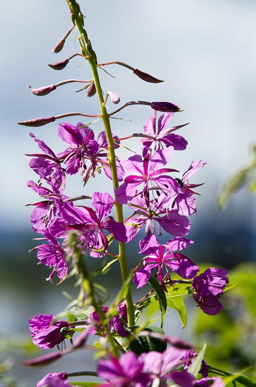 Blomstene ser ut som små fingerbøl, og humler og andre insekter finner mye