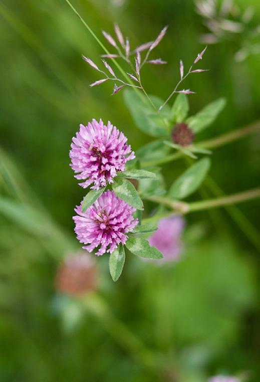 Hver blomst har åtte pollenbærere og en lang griffel. Tilhører mjølkefamilien.