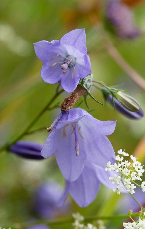 Blåklokke En plante med tynn stengel som varierer fra 10-40 cm, og blå bjelleformede