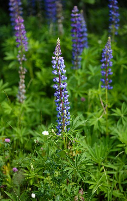 Ytterst sitter en kolbe med små mørkeblå og fiolette blomster.