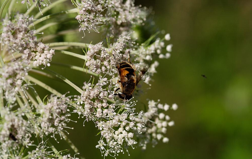 Vanlig barnelek er å ta av ett og ett av de hvite bladene på blomsterkorga og si