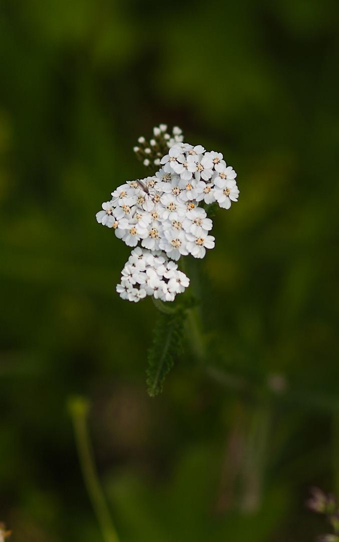 Fargen på blomsten er normalt hvit, men forkommer også i blekrosa.