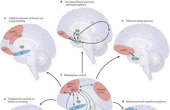 Orbitofrontal cortex knutepunkt for