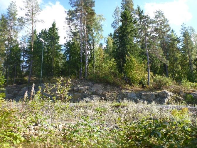 : Gravhaug id 19098-1 sett fra nordvestlig kant av planområdet. Et større bjørketre står oppe på haugen.