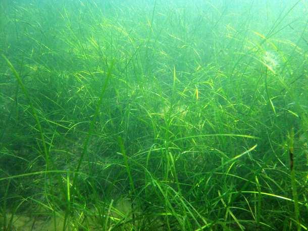 Hva er ålegras og ålegrasenger? Ålegras (Zostera marina) er en blomsterplante som lever permanent neddykket i sjøen.