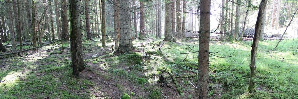 Løvenskioldbanen, Bærum F1 Fangstgrop Mål: 6 meter i diameter, rund form, 85 cm dyp. Gropen er jevnt skrå, med en dypere markert grop midt i, ca.