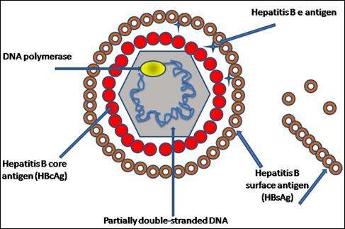 Hepatitt B hvorfor er det vanskelig?