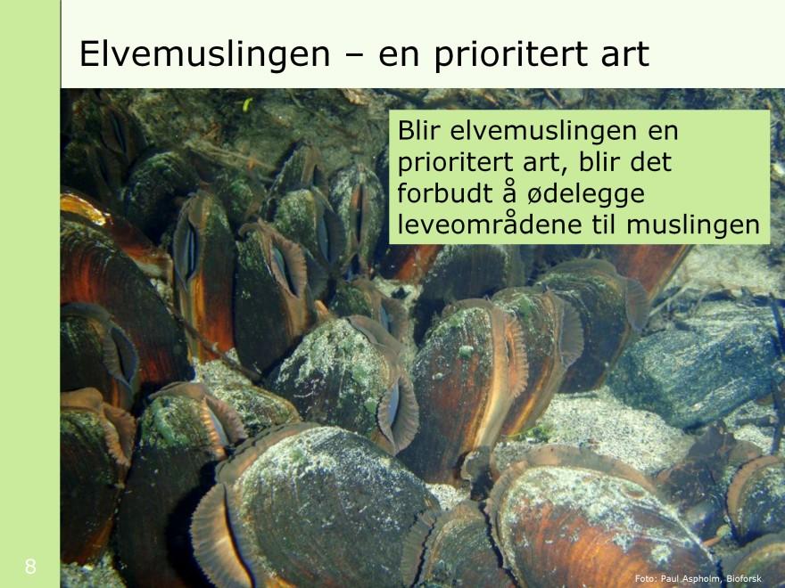 Som nevnt er elvemuslingen en av artene som er foreslått som en prioritert art etter naturmangfoldloven.