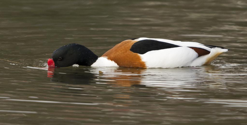 Merk også betydelige nedbygging av landareal i tilknytning til flere av båthavnene.