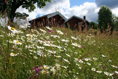 produksjonen er maksimal og før løvetann kaster frø. Avpussa materiale kan fjernes med én gang. Andre slått når de fleste engartenehar avblomstra i august.