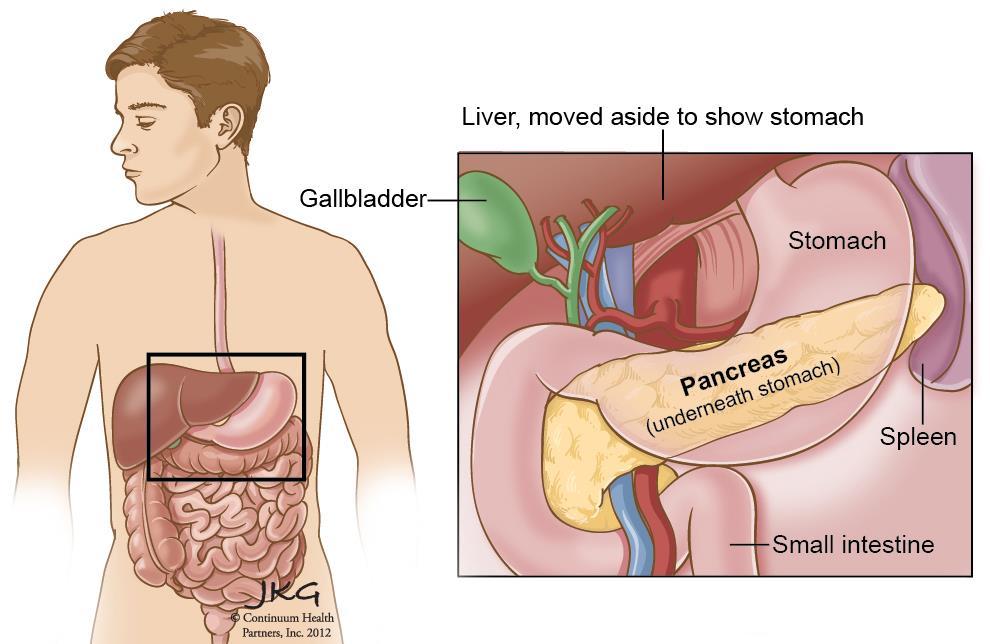 Bukspyttkjertelen - Pancreas Leveren løftet til side for å vise beliggenhet av bukspyttkjertelen.