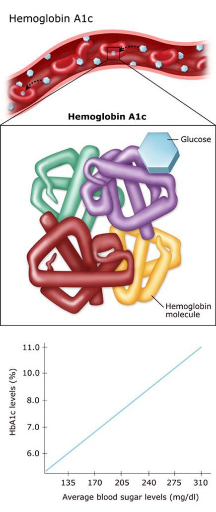 HbA1c Røde blodceller har insulin uavhengige glukose transportere på overflaten.