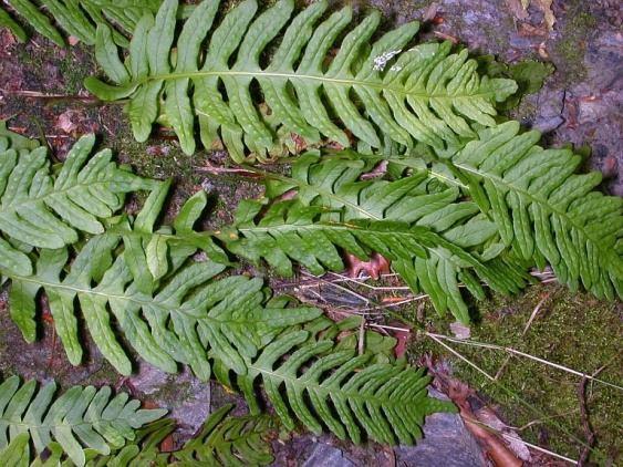 Polypodium vulgare L. Koristi se rizom (Polypodii rhizoma).