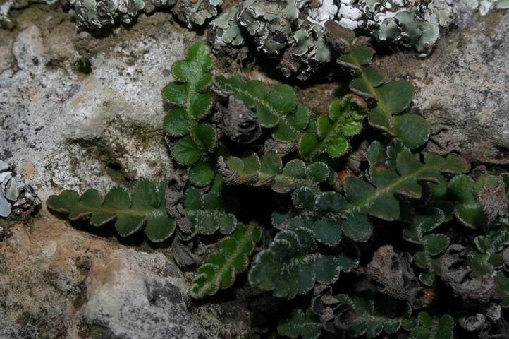 Polypodium vulgare Ceterach officinarum DC. (Asplenium ceterach L.
