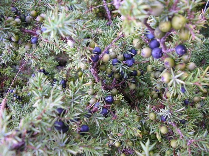upotrebljava se i kod oboljenja bubrega i gihta. Pinus mugo Juniperus communis L.