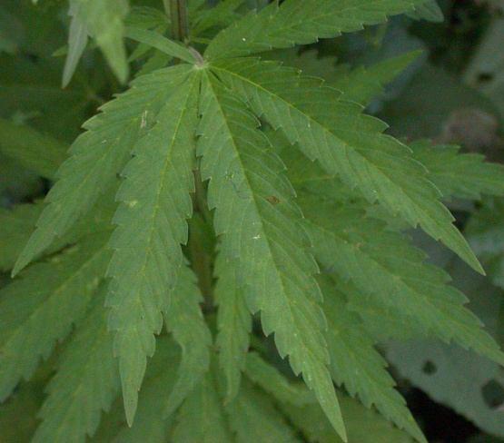 Cannabis sativa L. Koristi se: seme (Cannabis semen) ređe lišće (C. folium).