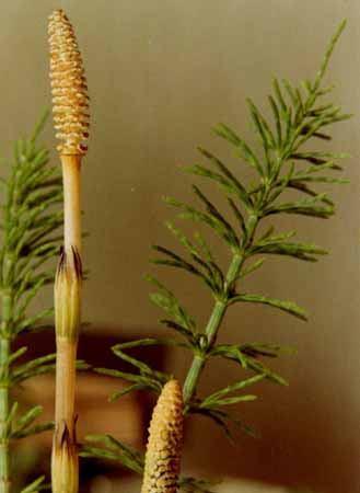 Razdeo Equisetophyta (restavići) Rastavići su zeljaste, višegodišnje biljke, ponekad visoke i do 1 m. Rizom je člankovit, veoma razgranat, sa adventivnim korenovima.