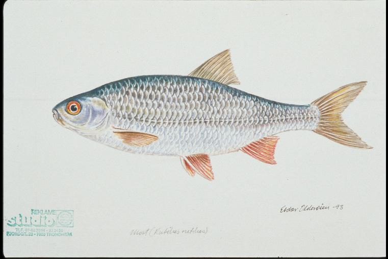 4.2.2.2 Mort Mort er den vanligste karpefisken i Enningdalsvassdraget, og antas å ha forekommet i minst 24 innsjøer (figur 5).