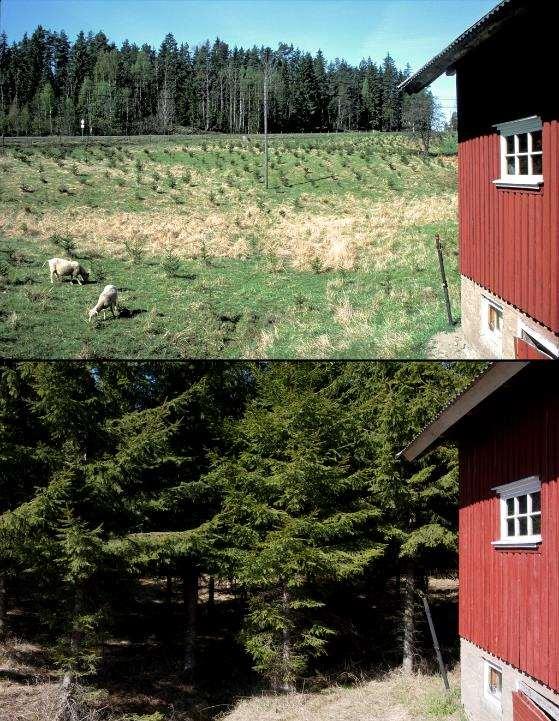 Klimaskog på nedlagt innmark 2000. Skjønnerød.