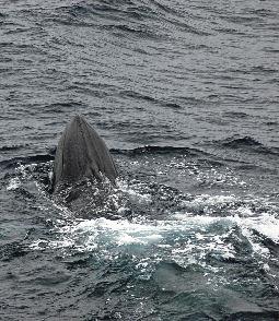 JARPN II flerfaglig forskning i det nordvestlige Stillehavet Luis A. Pastene, Yoshihiro Fujise og Hiroshi Hatanaka Foto: Institute of Cetacean Research.