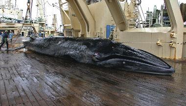 Foto: Institute of Cetacean Research. mellom hvaler og fiskerier.