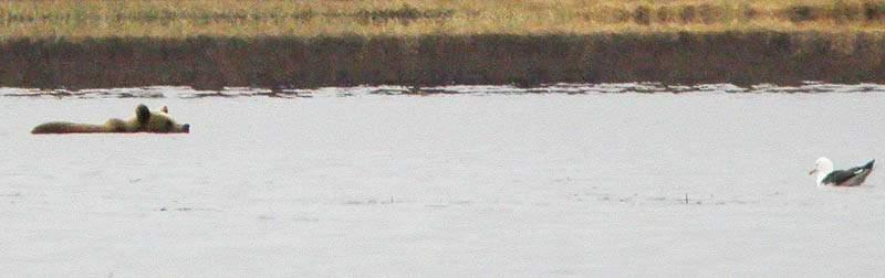 Bjørn (Ursus arctos) og sildemåke (Larus fuscus) i Gjøkbukta 05.06.2004- Alf Tore Mjøs 07.06.2004 Svanhovd: to lappspove. Mellomnes, Svanvik: tre sædgås, tre heilo.