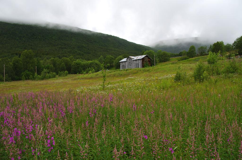 Utvalgte naturtyper Kongen i Statsråd ga 13.05.2011 fem naturtyper status som utvalgte naturtyper. Dette betyr at naturtypen er ekstra viktig å ta vare på.