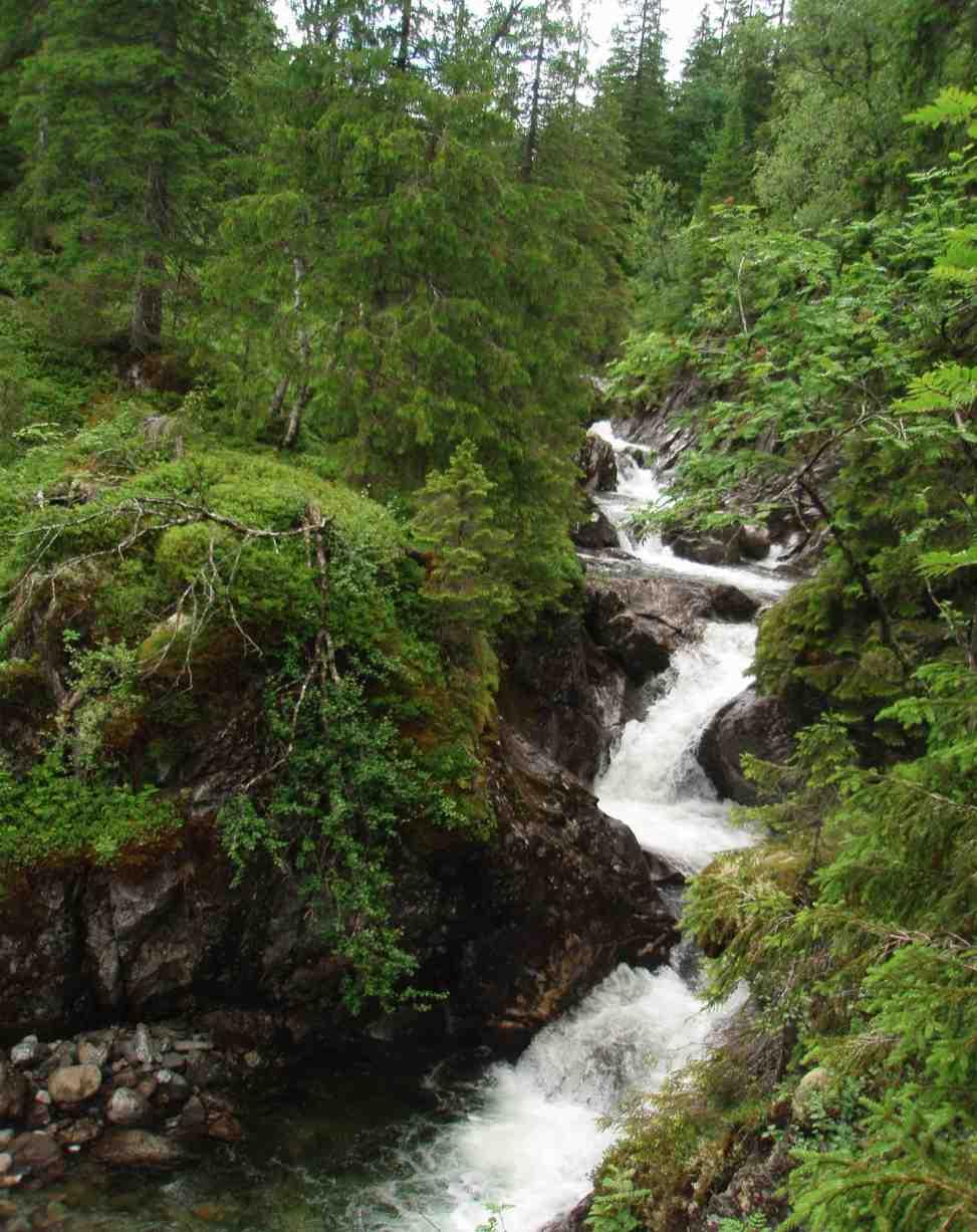 Figur 16. Midtre del av elveløpet består av mange mindre fosser med tilhørende kulper. Her går elva gjennom ei smal kløft. Innfelt bilde: Liten foss i øvre del av kløften. Foto: Bente Sved Skottvoll.