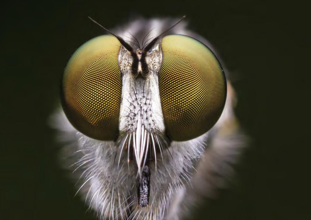 Din virksomhet trenger Lumnia Det finnes mer enn 120.000 fluearter verden rundt. Fluer anses som et skadedyr fordi de utgjør en helserisiko for mennesker, kjæledyr, husdyr og forbruksvarer.