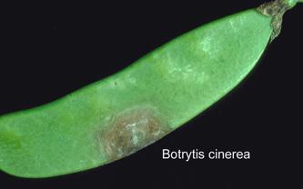 Gråskimmel (Botrytis cinerea) Har svært mange