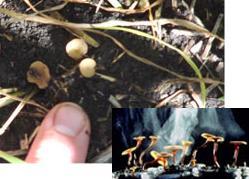 Storknolla råtesopp (Sclerotinia sclerotiorum) Har svært mange vertplanter (bl a viktig i ert, oljevekster, potet og