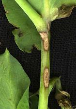 blader og belger Dårlig etablering av plantebestand, skader på