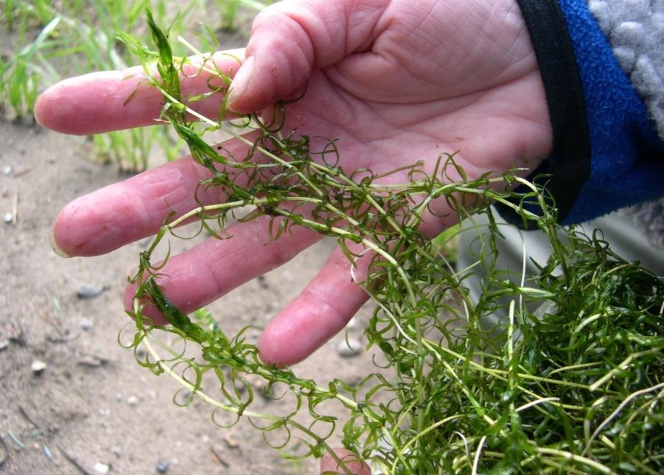 Smal vasspest registrert i Bjårvatnet i 2006 Smal vasspest (Elodea nuttalli) Bjårvatn Fuglestadåna (utløpselv Bjårvatn) Vasspest (Elodea