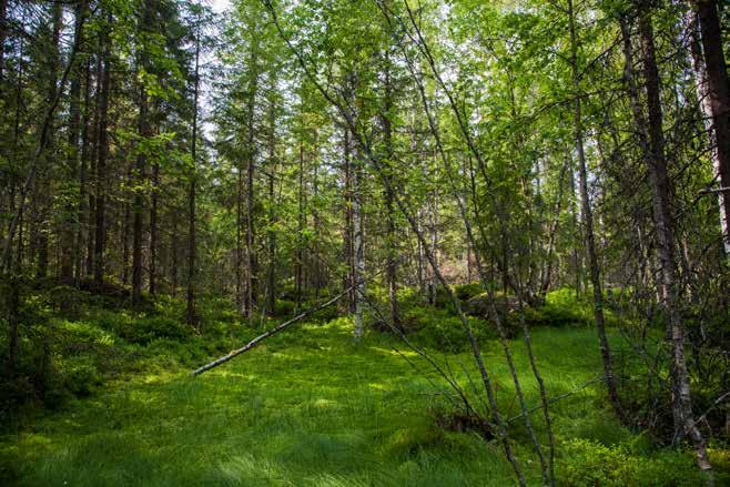 Begge arter er tidligere observert i området, og det er tidligere påvist hekking av vepsevåk langs veien inn til det