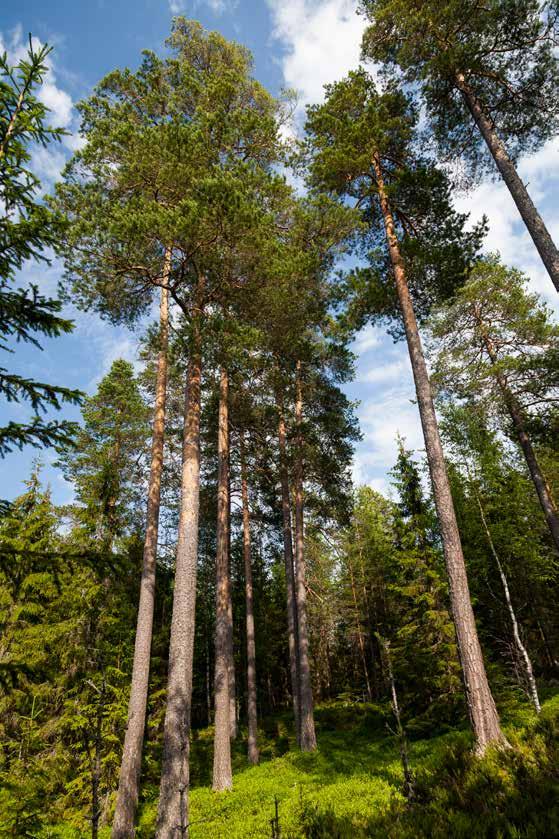 Habitat På Staviåsen er det stort sett barskog iblandet litt blandingsskog. Mye av barskogen består av meget tett granskog, men det er også områder med furu.