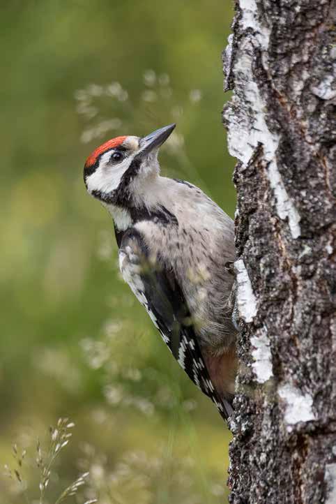 observert flere ganger. 12. august 2015. Foto Roger Nesje.