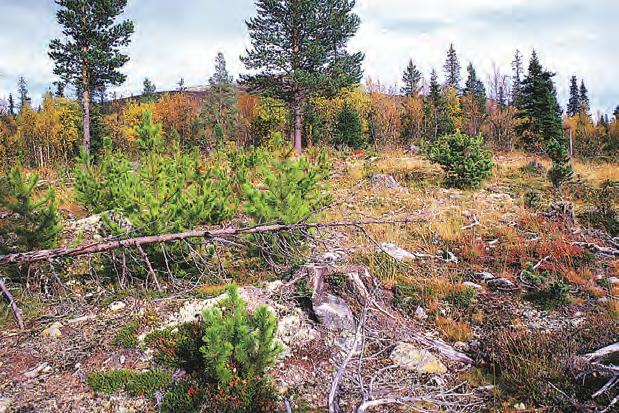 Prosent levende planter av contortafuru og furu høsten 199 og 1992-99, Felt 3 med 9 plan ter av hvert treslag.