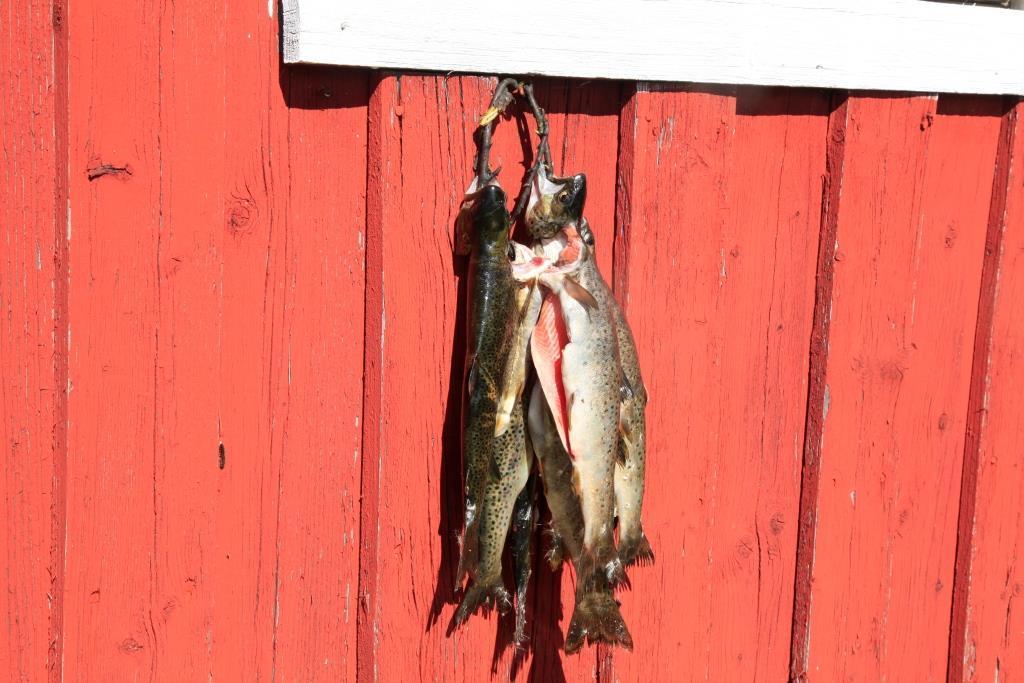 5.3. Fiskeregler Det er utarbeidet en felles fiskeforskrift for Oppland fylke (Forskrift om fisket i Oppland unntatt Mjøsa mm, av 6.7.2001).