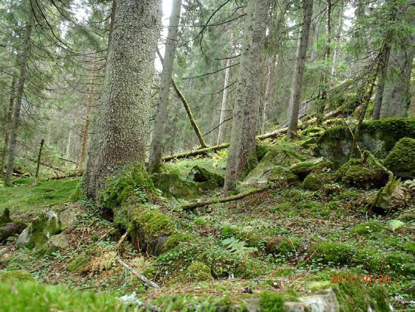 Typisk skogbilde fra Djupdalen Store graner, blokkmark og