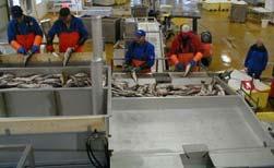fiskeindustrien Har vært hovedprioritet i arbeidet mot fiskeindustrien