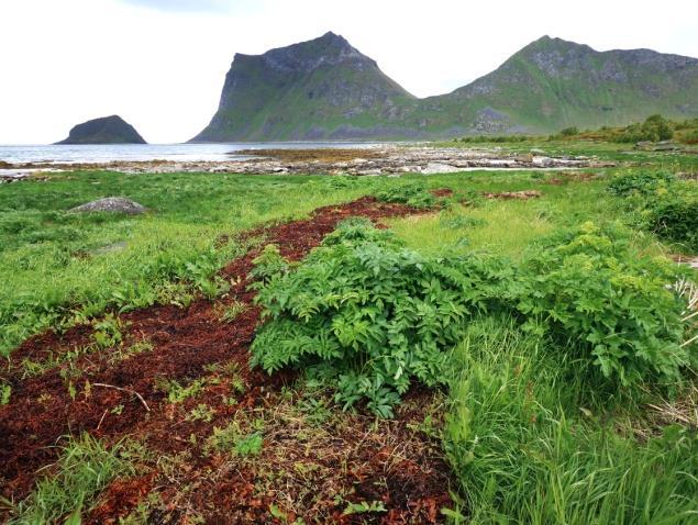 Forekomst: Sandstrender og driftvoller er vanlige langs kysten av Nordland, men forekomstene er ofte små og smale.