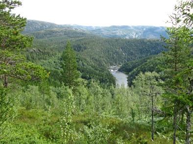 Indre Helgeland er den eneste delen av Nord-Norge som har et tydelig bjørkeskogbelte mellom barskog og snaufjell.