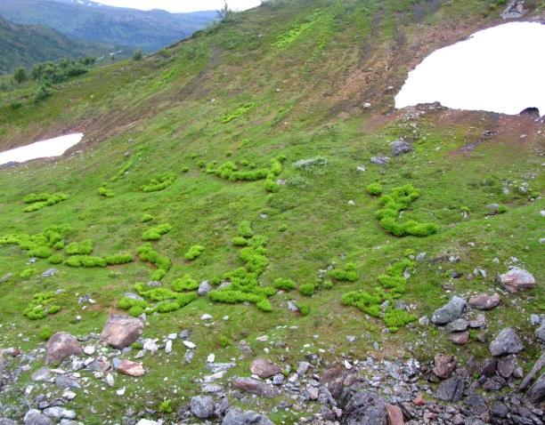 1b Grassnøleie Økologi: Vegetasjonstype i fjellet knytta til areal med sein snøsmelting, men tidligere enn mosesnøleia. Tidspunktet for utsmelting er slutten av juni til ut i juli.