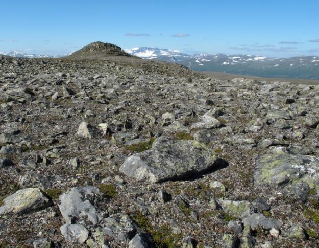 Heisamfunn i fjellet 2a Frostmark, rabbetype Økologi: Vegetasjonstype på sterkt frostpåvirka mark, oftest i øvre del av mellomalpin sone.