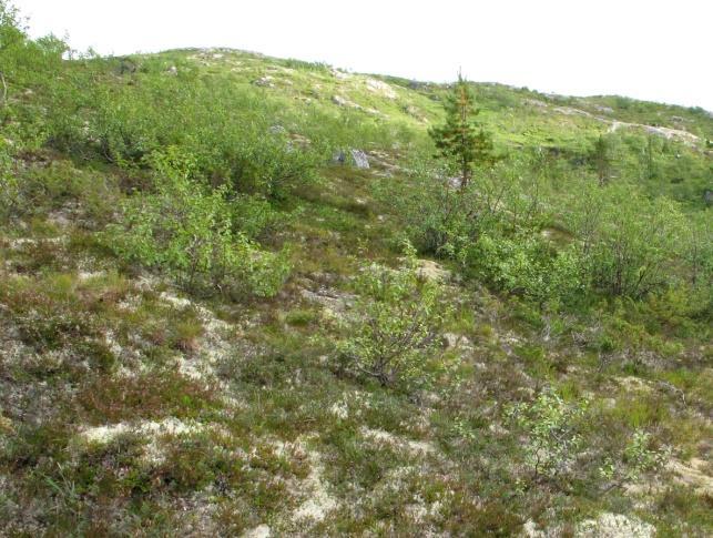 2f Alpin røsslynghei Økologi: Alpin røsslynghei er en sjelden vegetasjonstype i Nordland. Den finnes i lågalpin sone, mest på lågere nivå ned mot skoggrensa.