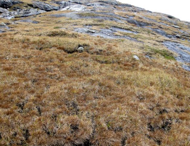 2g Alpin fukthei Økologi: Alpin fukthei opptrer i nedbørrike fjell, og er en overgangstype mellom fastmark og myr. Typen forekommer i lågfjellet og ned i skoglause parti øverst i skogregionen.