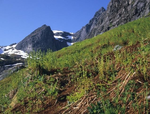 3b Høgstaudeeng Økologi: Høgstaudeeng opptrer på moderat til næringsrik mark der det er friskt sigevatn i jorda.